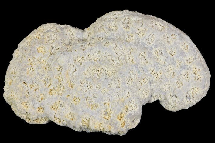 Jurassic Coral Colony (Stylina?) Fossil - Germany #157315